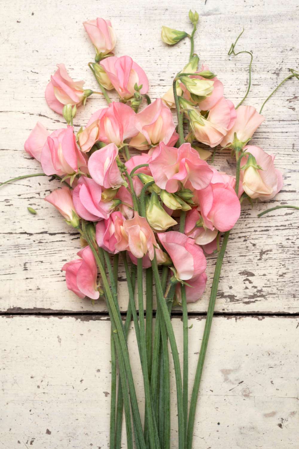 Ærteblomst 'Spring Sunshine Peach' (frø)